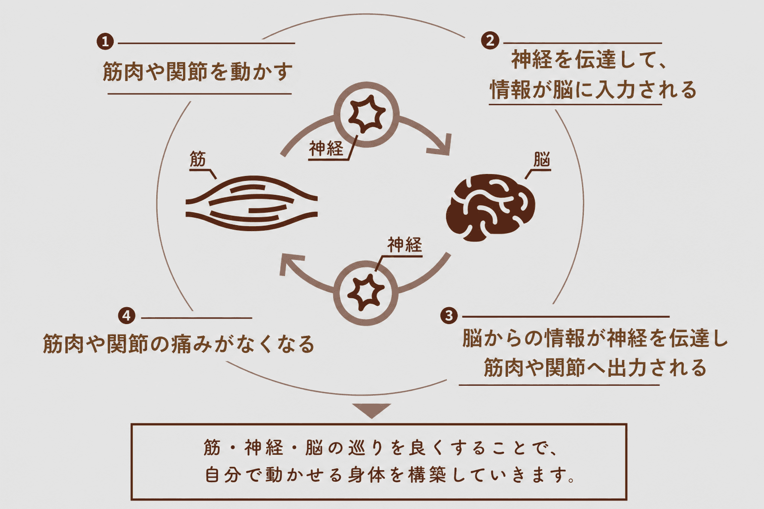 筋・神経・脳の循環メカニズム図解